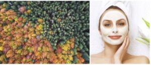 Autumn Winter Skincare